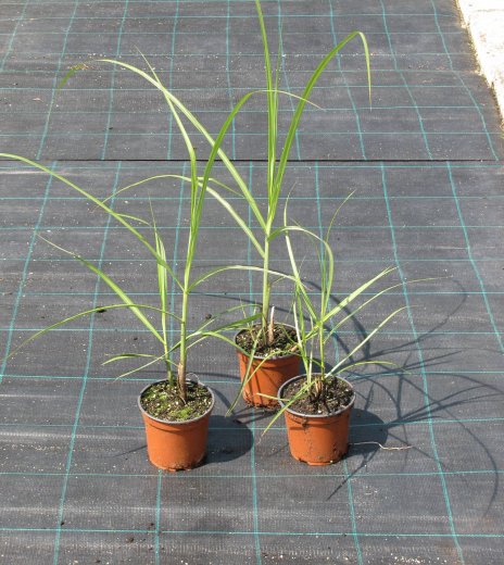 Miscanthus sinensis 'Malepartus'